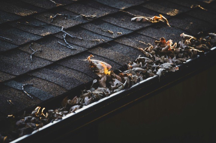 Leaves and debris clogging a rain gutter on a shingle roof