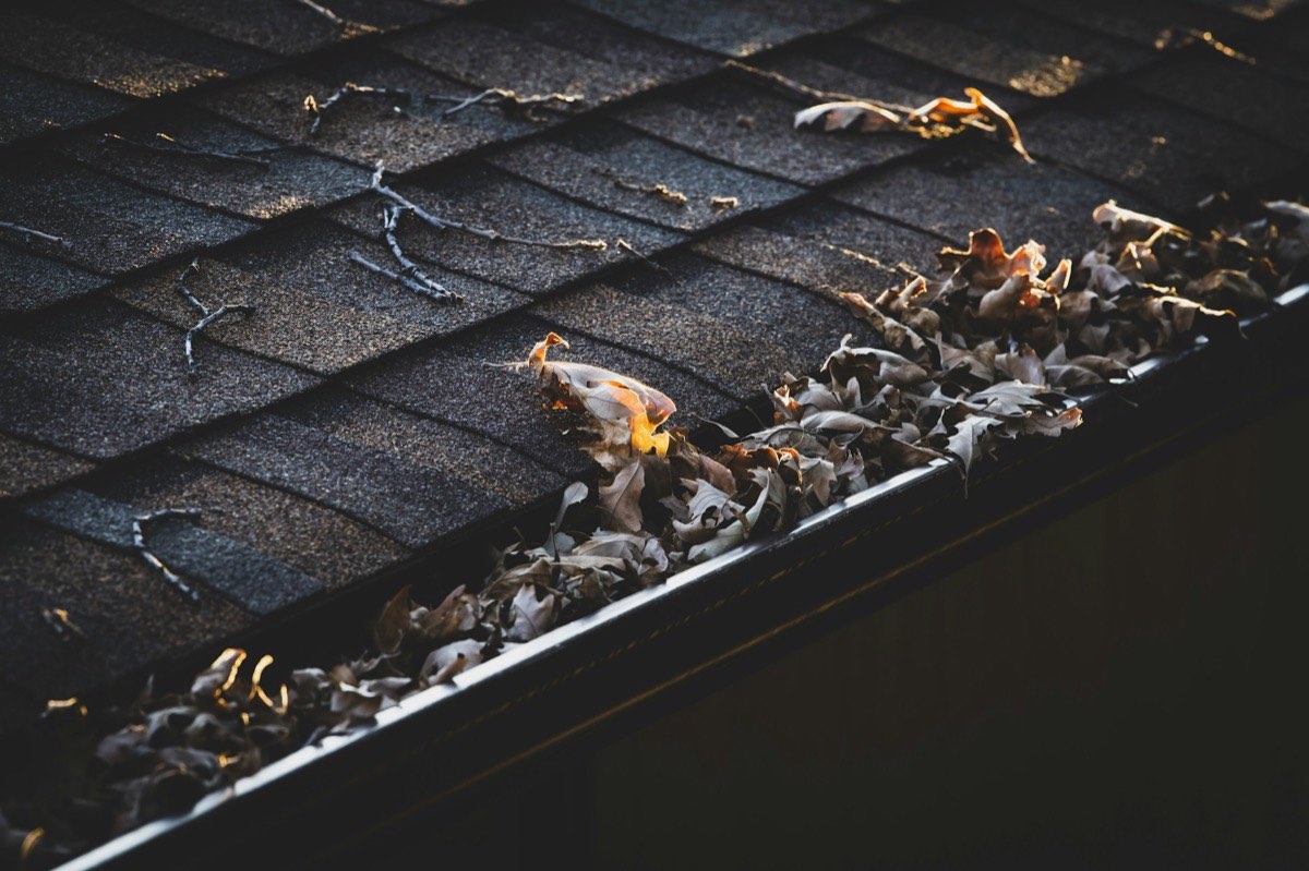 Leaves and debris clogging a rain gutter on a shingle roof